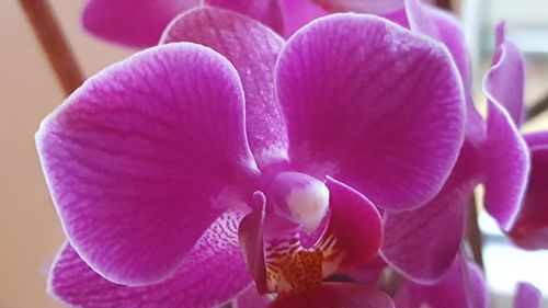 Close-up of pink orchids