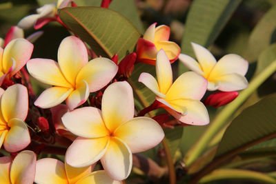 High angle close-up of frangipani growing at park