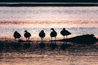 Silhouette of birds on beach