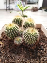 Close-up of cactus plant growing on field