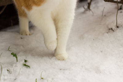 Close-up of a cat