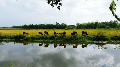 Flock of birds in a field