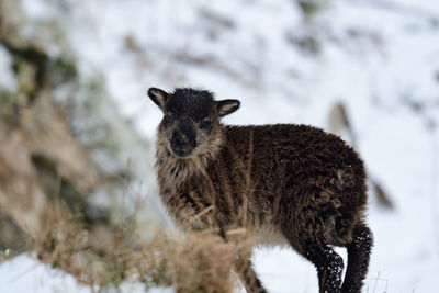 Close-up portrait of squirrel standing on snow field