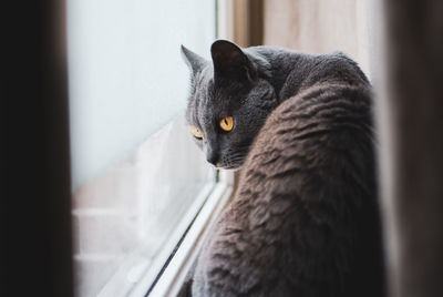 Close-up of a cat looking away