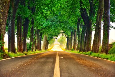 Empty road along trees