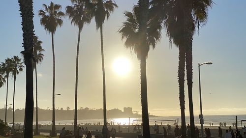 Silhouette palm trees on beach against sky during sunset