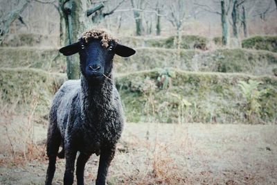 Sheep outdoors