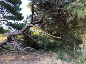 Trees growing on field in forest