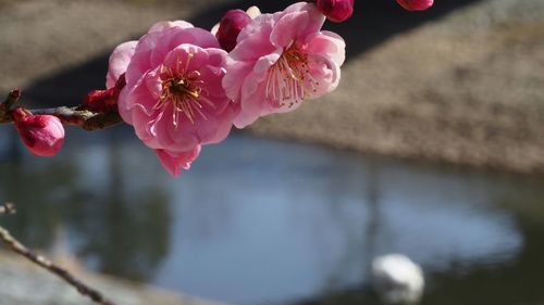 Close-up of pink flowers