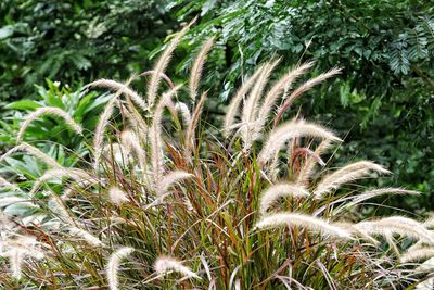 Close-up of plants