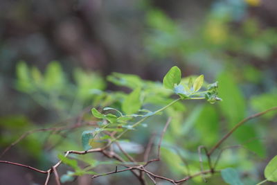 Close-up of small plant growing on field