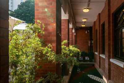 Potted plants on wall of building