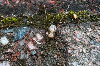 Rocks on the ground