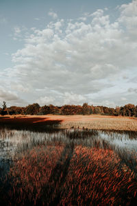 Scenic view of field against sky