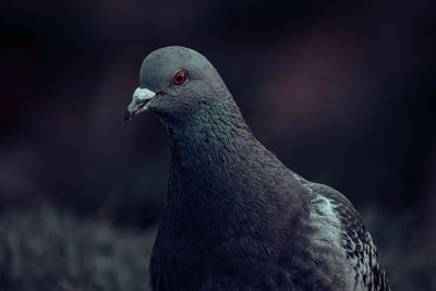 Close-up of pigeon