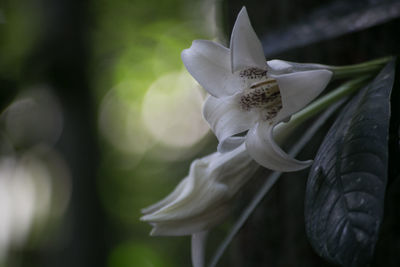 Close-up of white flowers blooming outdoors
