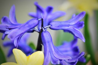 Close-up of purple flowers