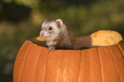 Close-up of ferret in pumpkin