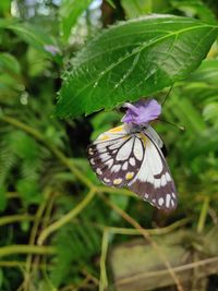 Close-up of butterfly on purple flower