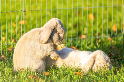 View of a dog relaxing on field