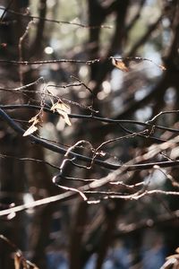 Low angle view of plant on tree