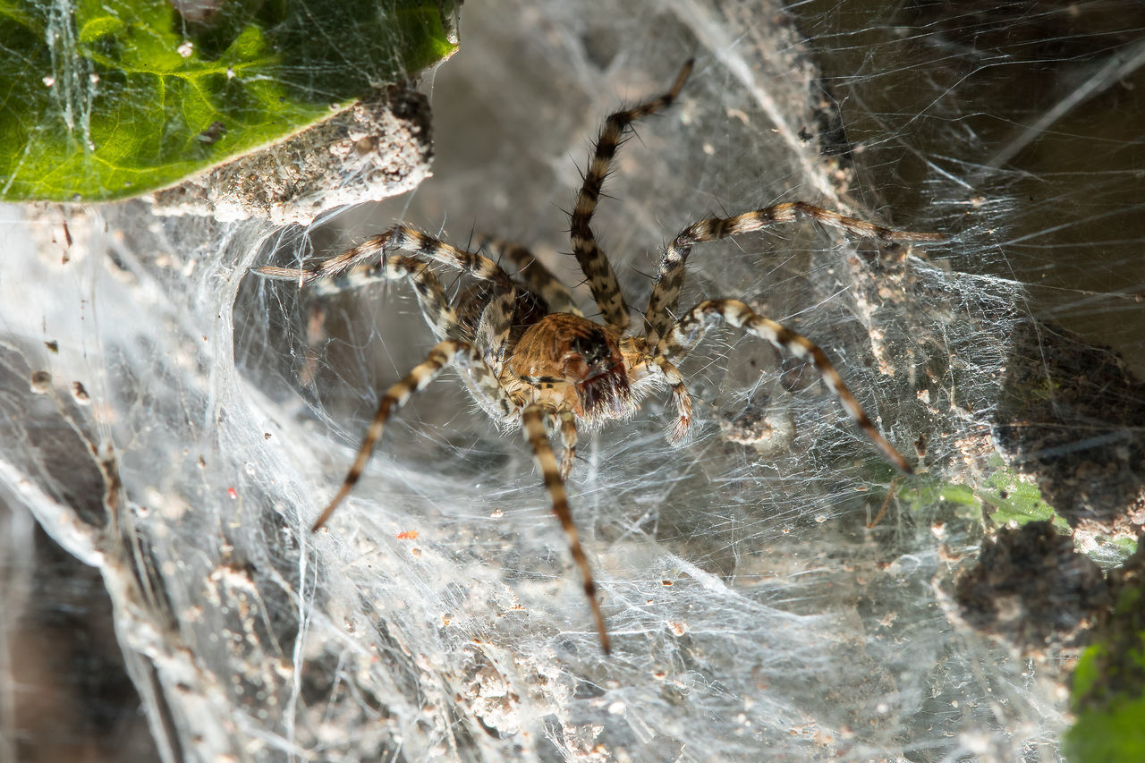 CLOSE-UP OF SPIDER IN WEB