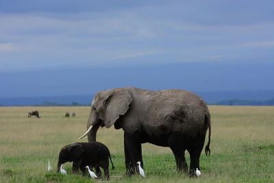 Elephant and calf with and birds on field against sky