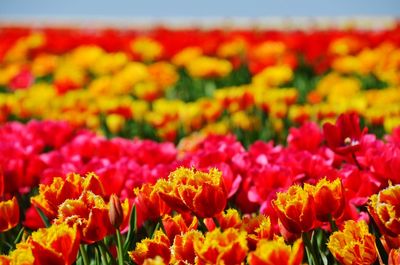 Close-up of red tulips in field