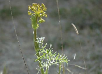 Close-up of plant