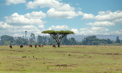 View of sheep on field against sky