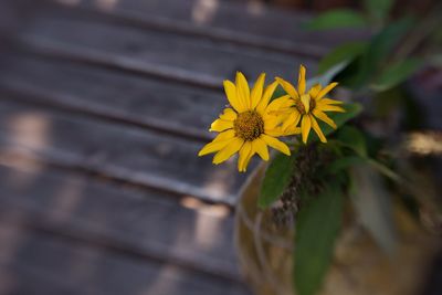 Close-up of yellow flowering plant