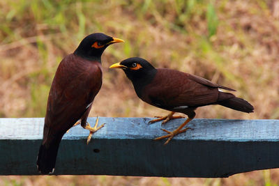 Close-up of birds perching on wood