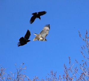 Low angle view of birds flying in sky