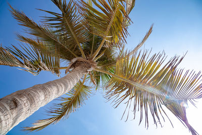 Low angle view of palm tree against sky