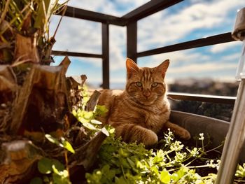 Close-up of cat sitting on wall