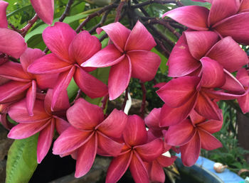 Close-up of pink flowers blooming outdoors