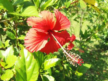 Close-up of pink flower