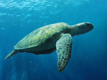 Turtle swimming in sea