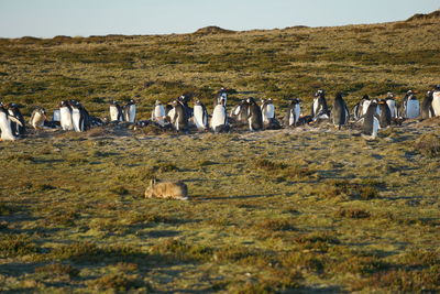 Gentoo penguins on incubation duties at bertha's beach in the falkland islands