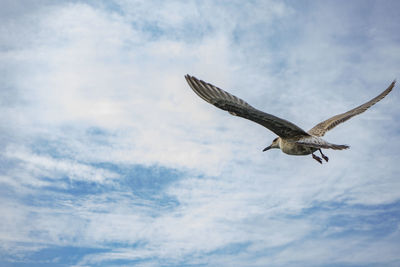 Low angle view of eagle flying against sky