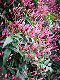 Close-up of plants