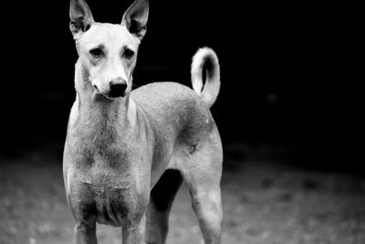 Portrait of dog standing outdoors