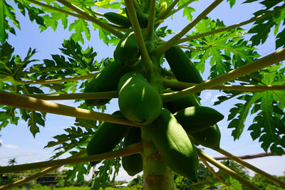 Low angle view of tree growing against sky