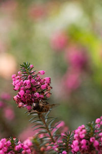 Close-up of pink flowering plant