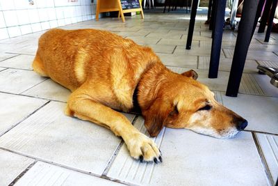 Close-up of dog relaxing on floor