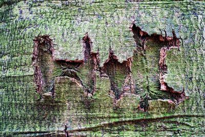 Full frame shot of tree trunk with moss