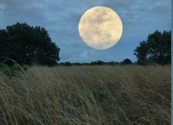 Scenic view of field against sky at night