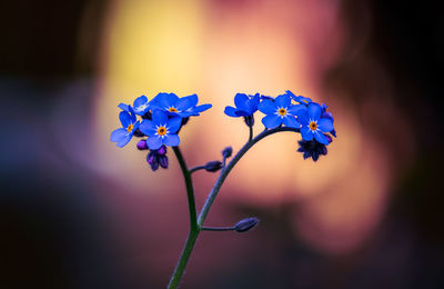 Close-up of purple flowering plant