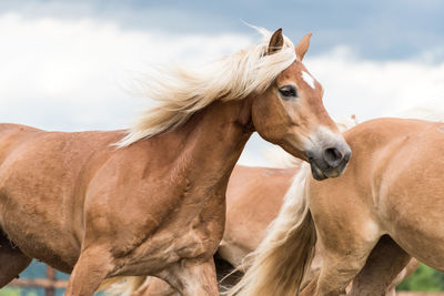 Close-up of horse against sky