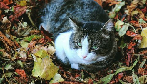 Cat lying on leaves during autumn